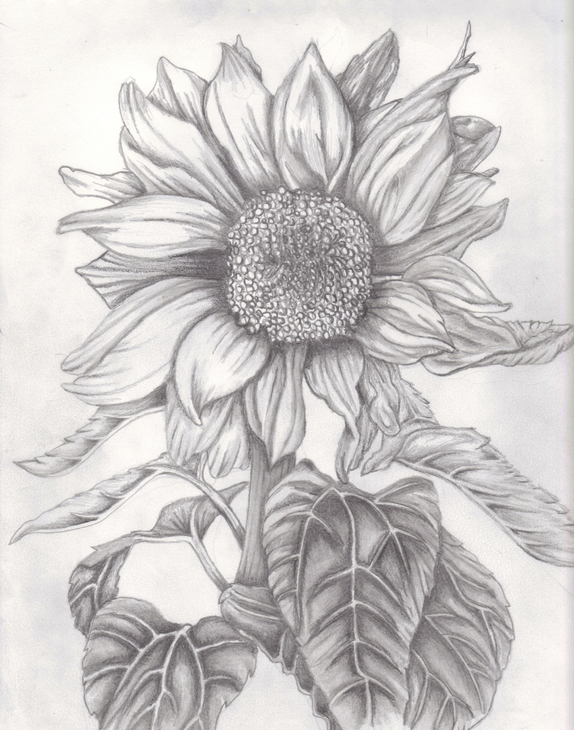 Sunflower Drawing at GetDrawings | Free download