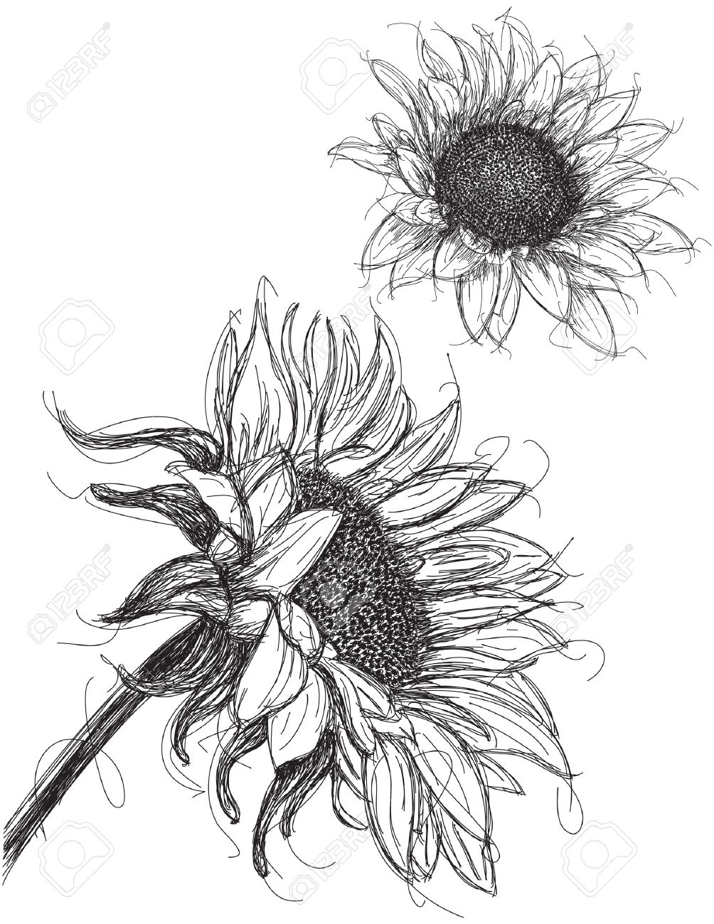 1004x1300 Sunflowers, Hand Drawn Sketches Of Sunflowers. Royalty Free
