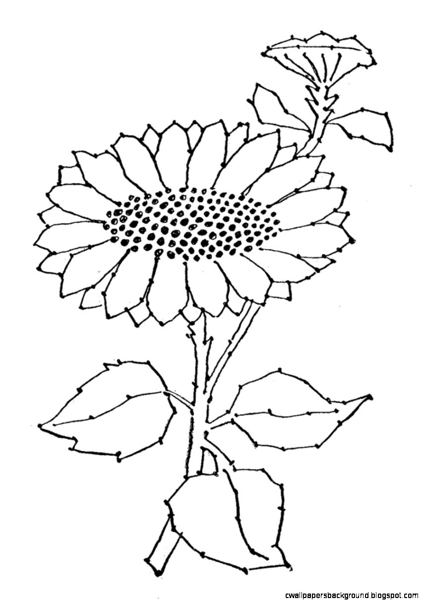 855x1215 Drawing Clipart Sunflower