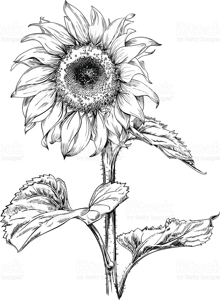 752x1024 Hand Drawn Vector Artwork In Pen Amp Ink Style Of A Sunflower