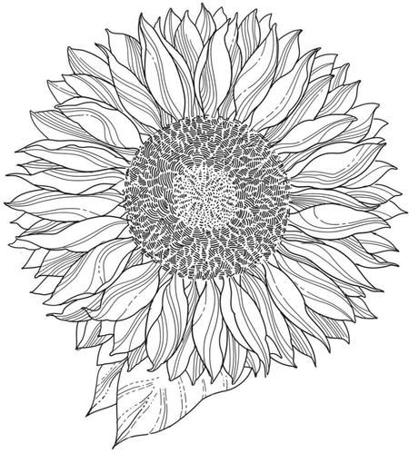 450x499 Pin By Brenna George On I Dolt3 Sunflowers, Tattoo