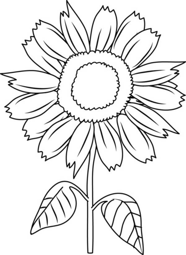 600x821 Sunflower Coloring Page