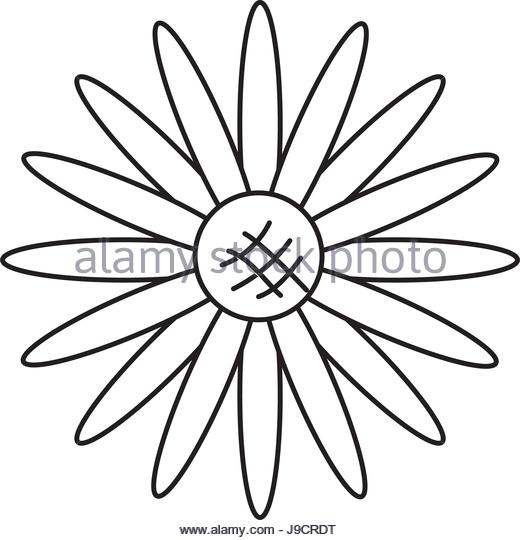 520x540 Sunflower Vector Black And White Stock Photos Amp Images
