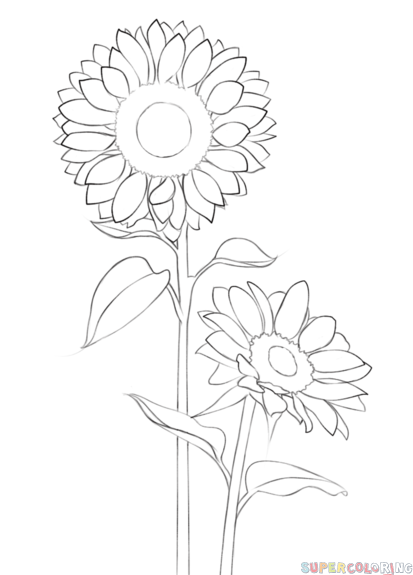 413x575 How To Draw A Sunflower Step By Step. Drawing Tutorials For Kids