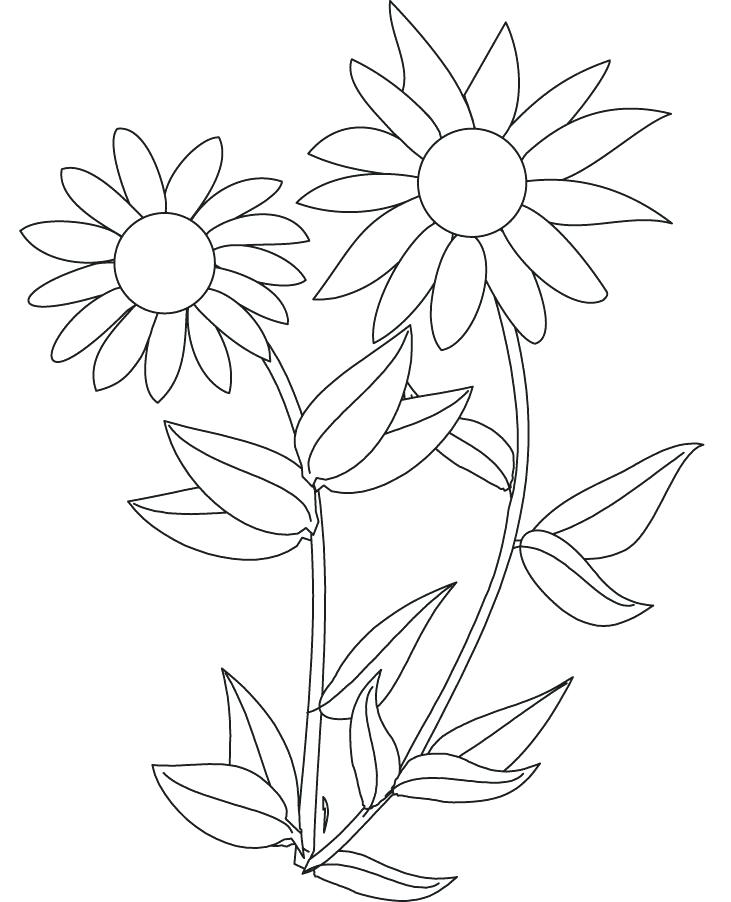 731x902 Picture Of A Sunflower To Color Sunflower Pictures To Color