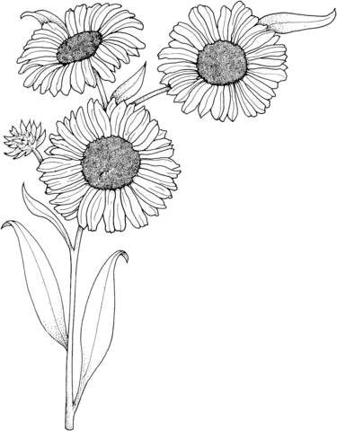 375x480 Realistic Sunflowers Coloring Page Free Printable Coloring Pages
