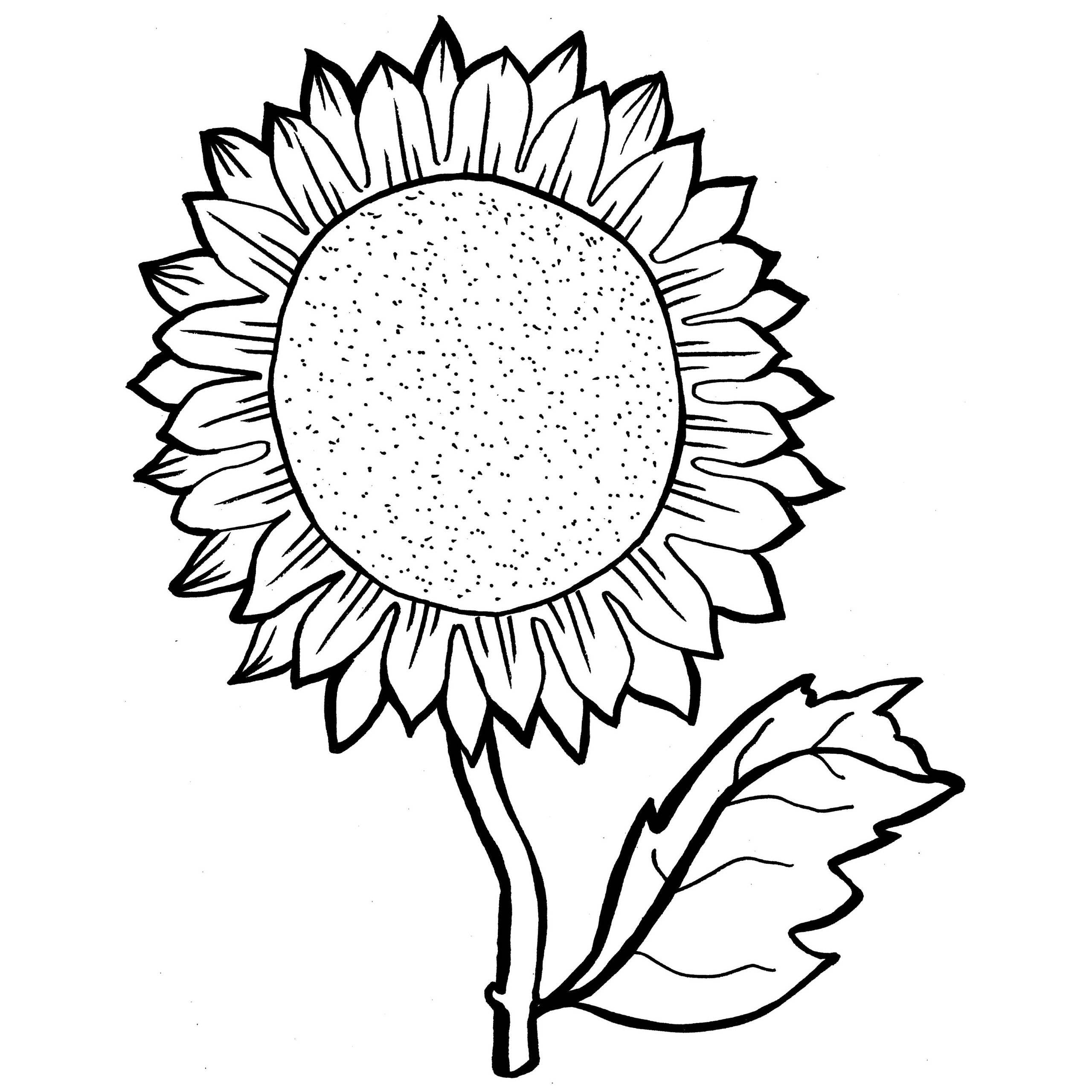 Sunflower Drawing Color at GetDrawings  Free download