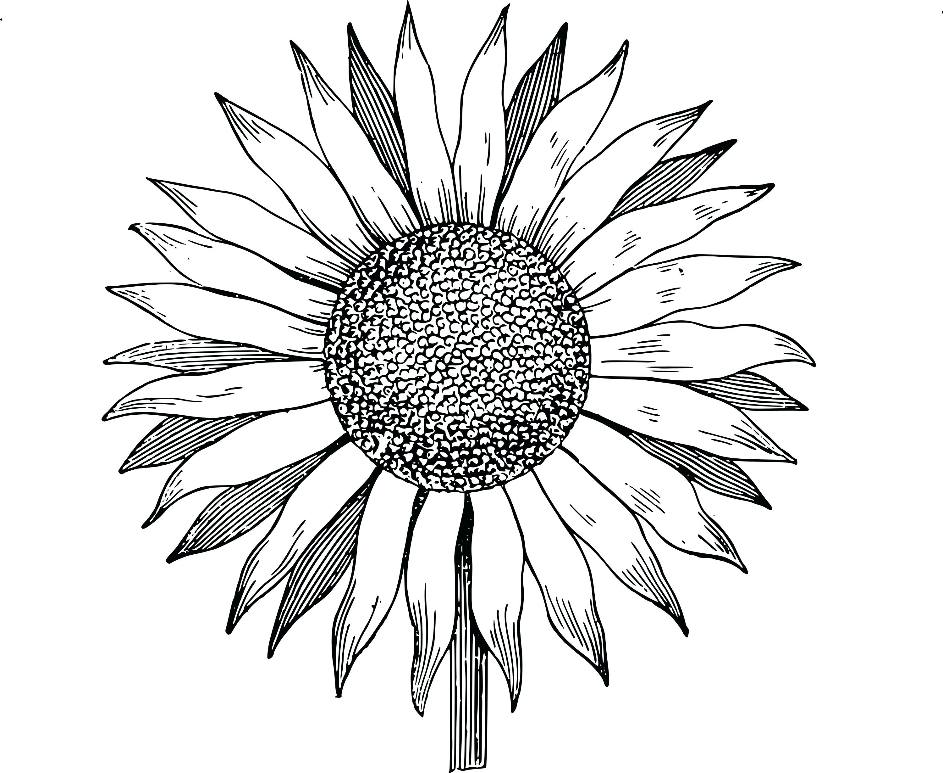 3000x2457 Sunflower Garden Coloring Page Pages Thanksgiving Dinner Adults