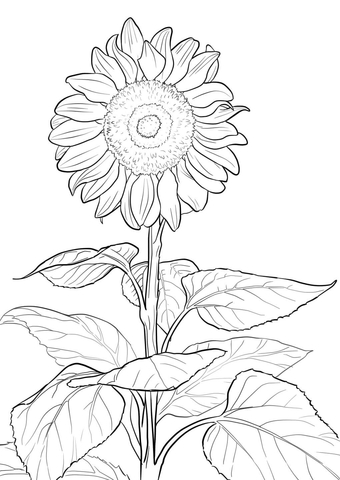 340x480 Sunflower Coloring Page Free Printable Coloring Pages