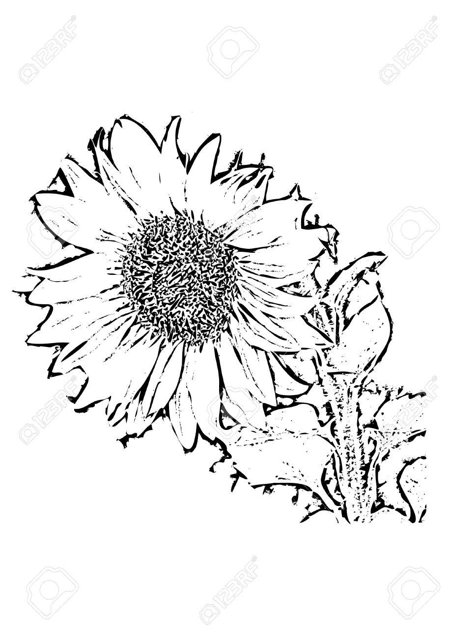 918x1300 Vector File Showing A Sunflower As Black And White Drawing Which