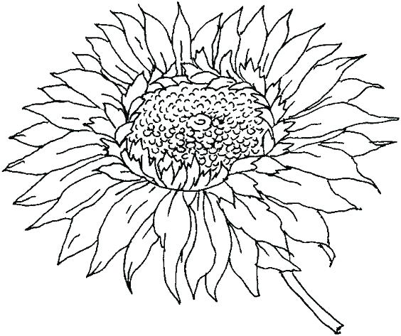 564x473 Sunflowers Coloring Pages