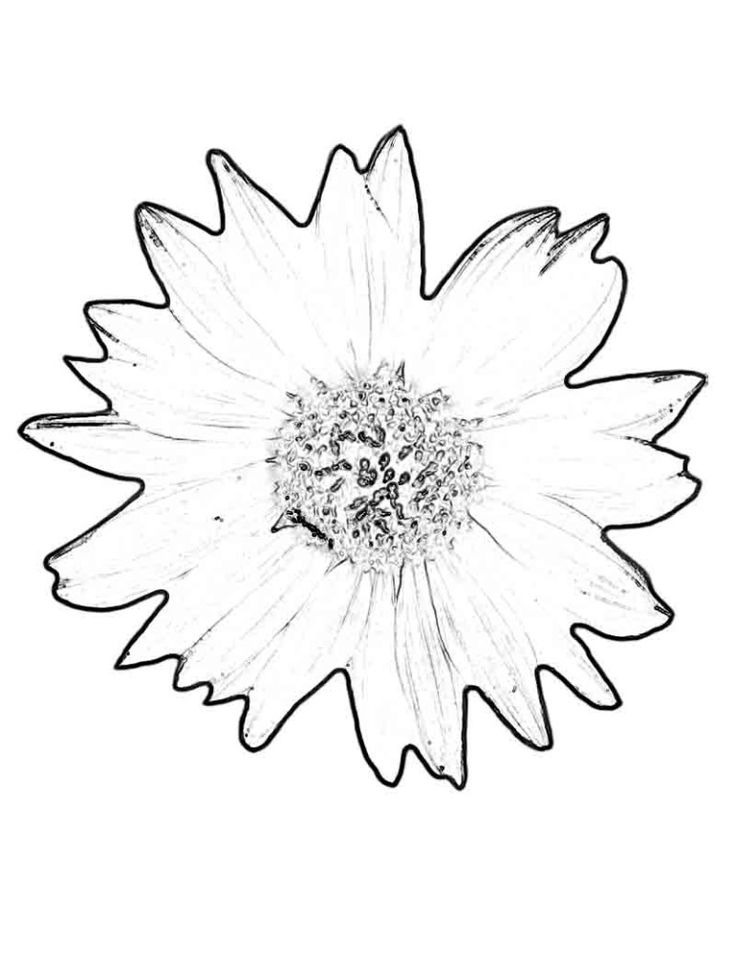 736x980 85 Best Sunflower Coloring Page Van Gogh Images