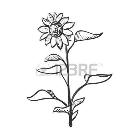 450x450 Hand Drawn Flower Stock Photos. Royalty Free Business Images