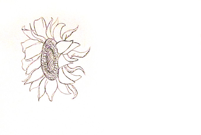 682x460 How To Draw Sunflowers