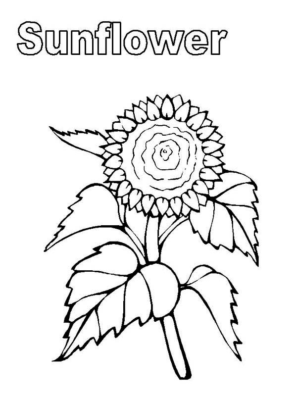 600x800 My Sunflower Coloring Page My Sunflower Coloring Page Color Nimbus
