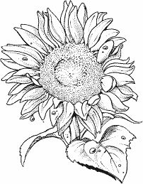 202x259 How To Draw A Sunflower Step By Step Easy