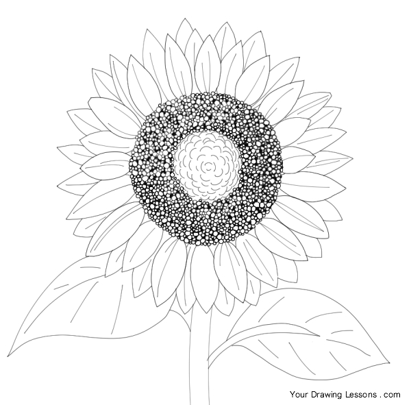 Sunflower Drawing Easy at GetDrawings | Free download