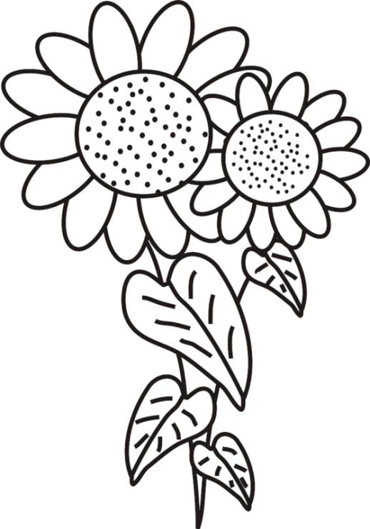 518x741 Drawn Sunflower For Kid Flower