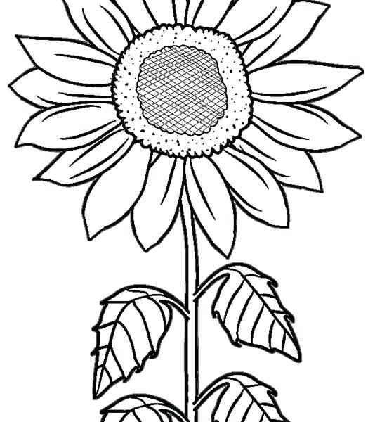 Sunflower Drawing For Kids at GetDrawings | Free download