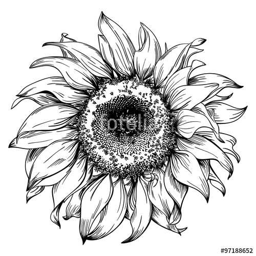 500x500 Hand Drawn Sunflower Head Isolated On White Background Stock