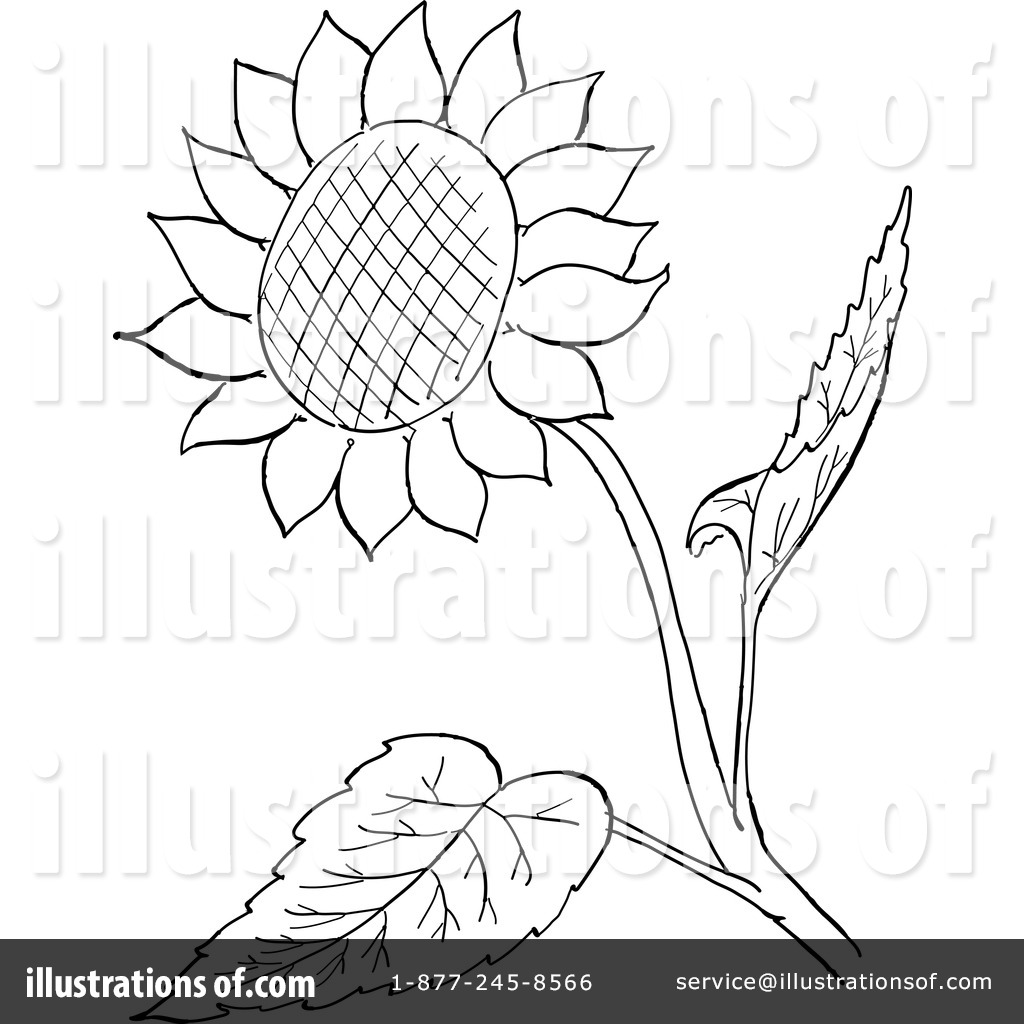 1024x1024 Sunflower Clipart