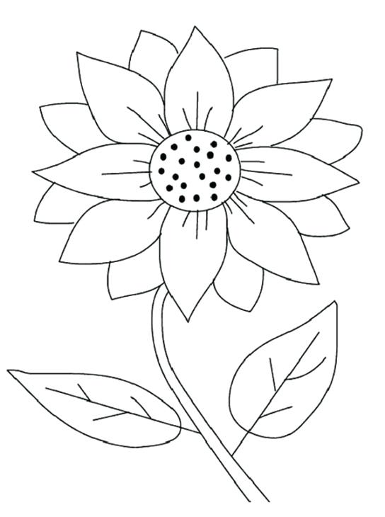 544x730 Sunflower Coloring Pages Printable Sunflower Color Pages Coloring