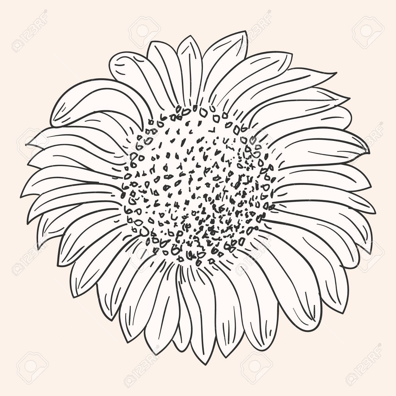 1300x1300 Sunflower Drawing Royalty Free Cliparts, Vectors, And Stock