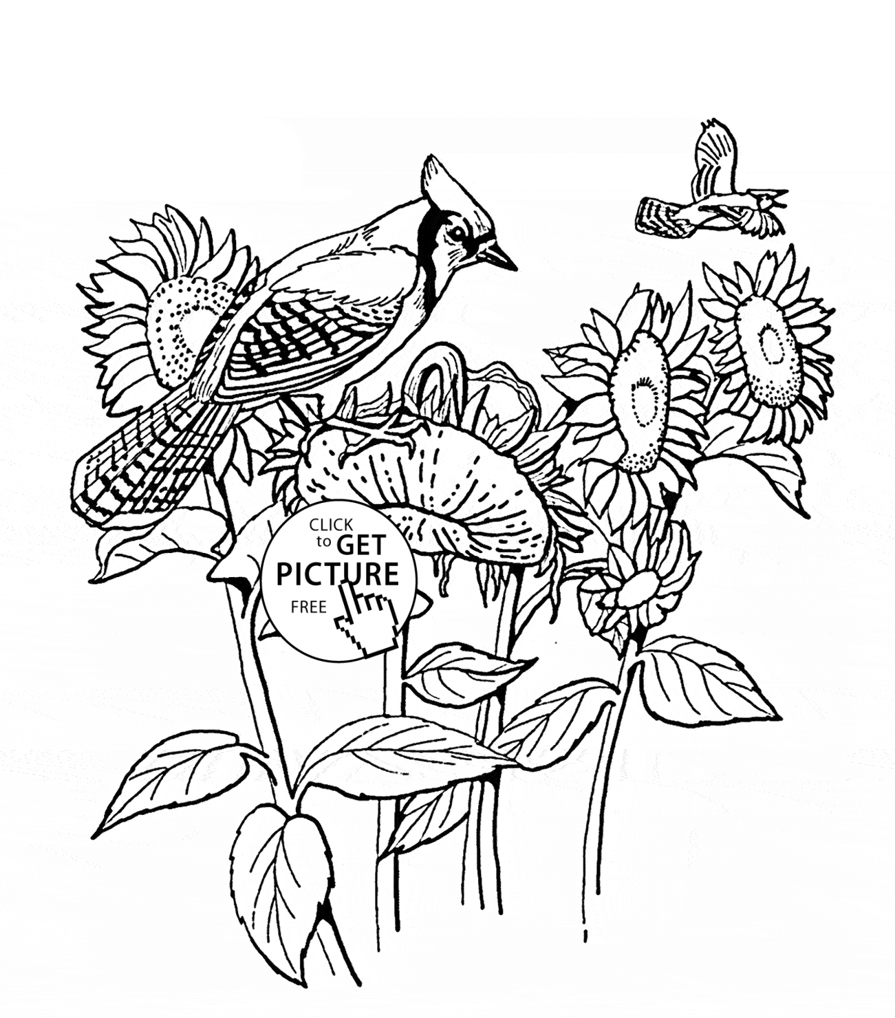 1301x1480 Sunflowers And Blue Jay Bird Coloring Page For Kids, Flower