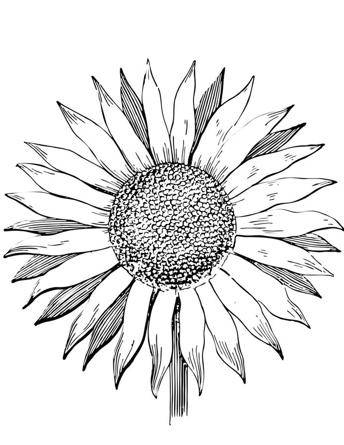 695x900 Coloring Pages Sunflowers, Printable For Kids Amp Adults, Free