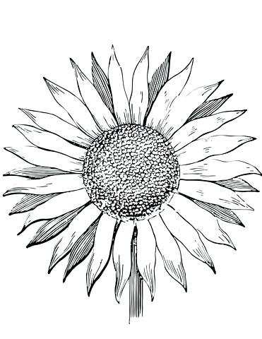 371x480 Complete Sunflower Coloring Pages Image