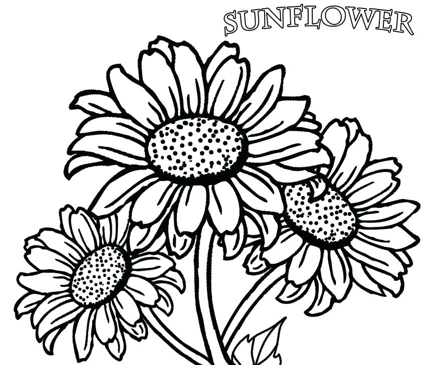 850x728 Entertaining Free Flower Coloring Pages Crayola Photo Realistic