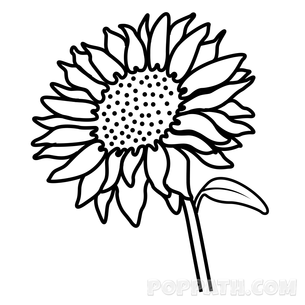 1000x1000 How To Draw A Sunflower Pop Path
