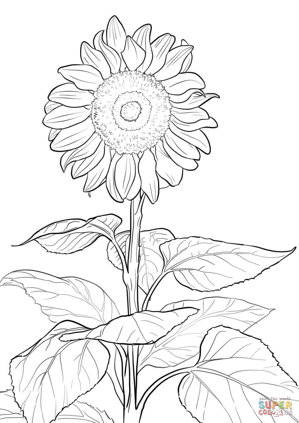 1020x1440 Sunflower Super Coloring Craft Ideas Sunflowers