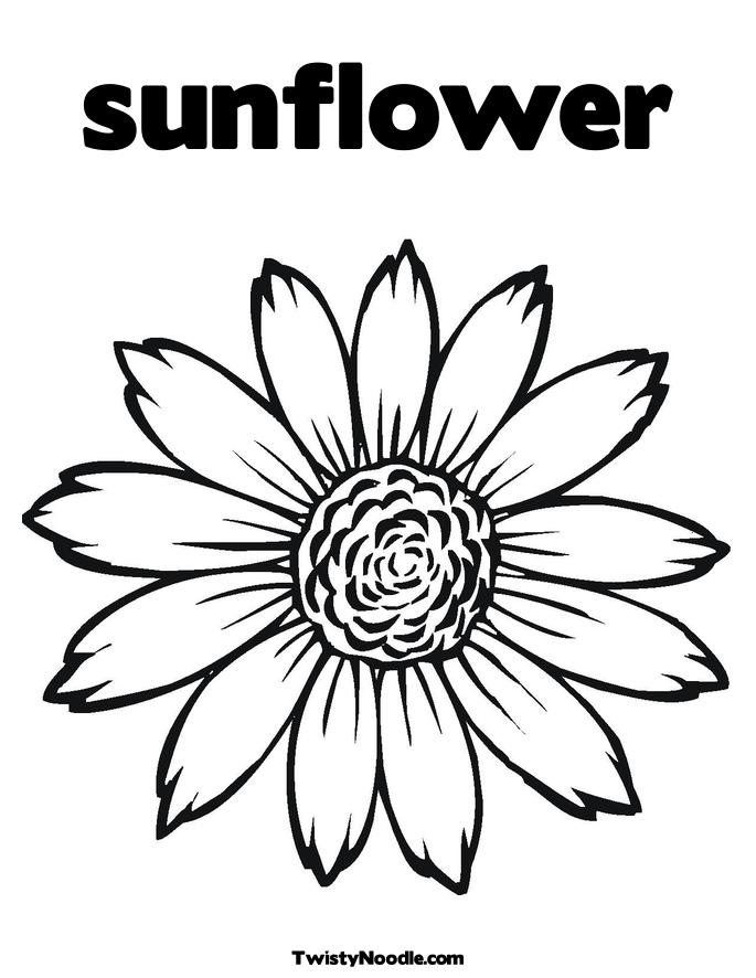 685x886 Sunflower Clipart Black And White