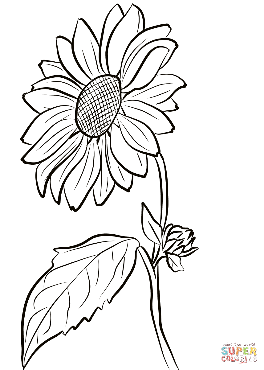 857x1200 Sunflower Coloring Page