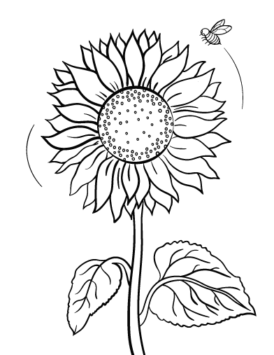 392x507 Sunflower Coloring Page For Beatiful Print Draw Kids Coloring