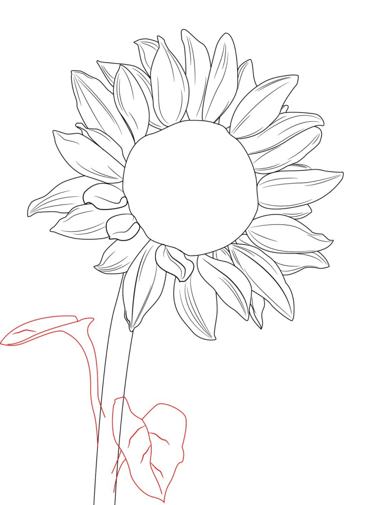 768x1024 Sunflower Drawing Images How To Draw A Sunflower Draw Central