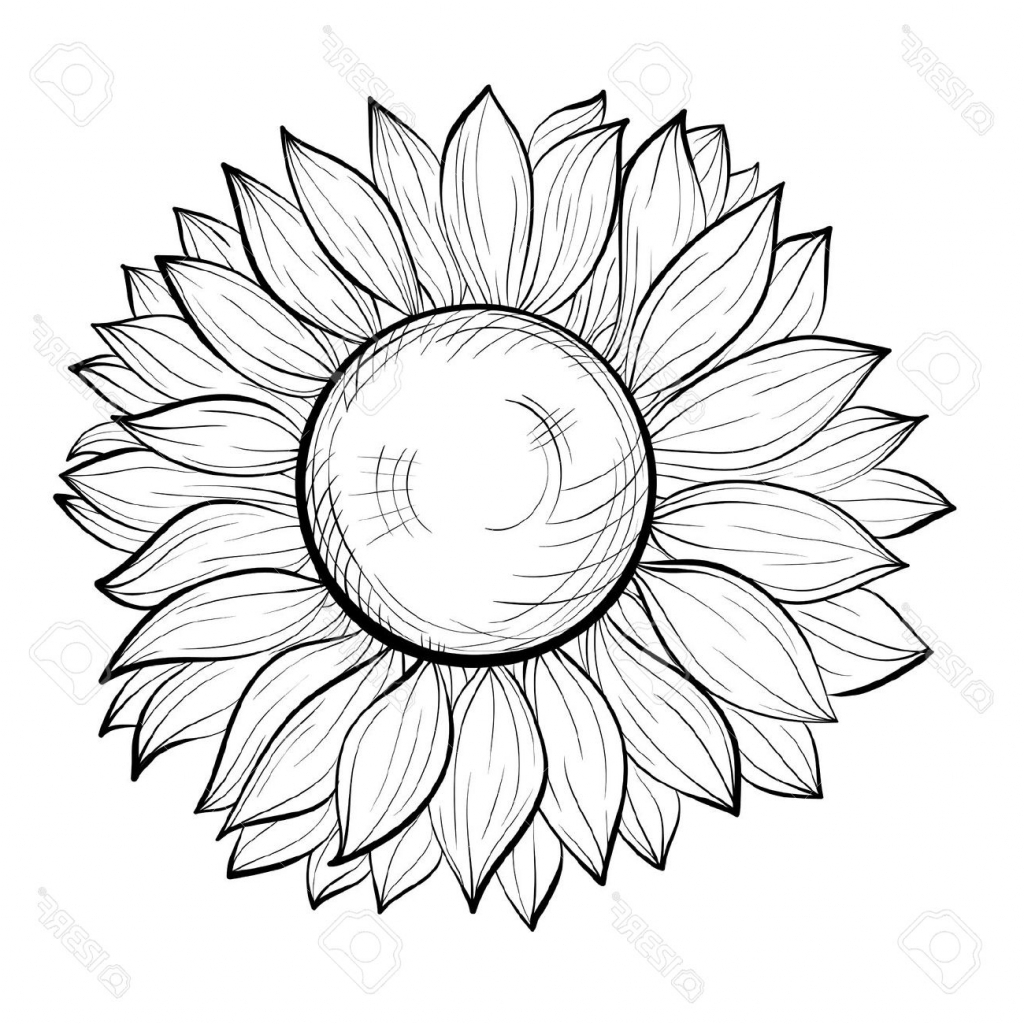 1024x1024 Sunflower Outline Drawing