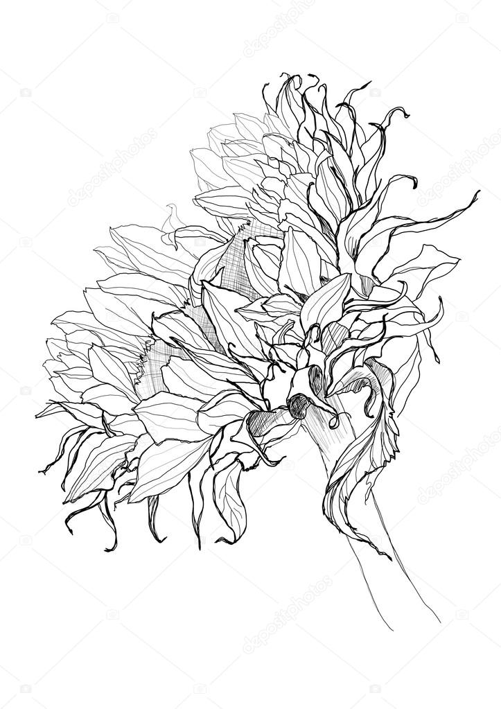 723x1023 Sunflower Pen Drawing Vector Stock Vector Vergasova