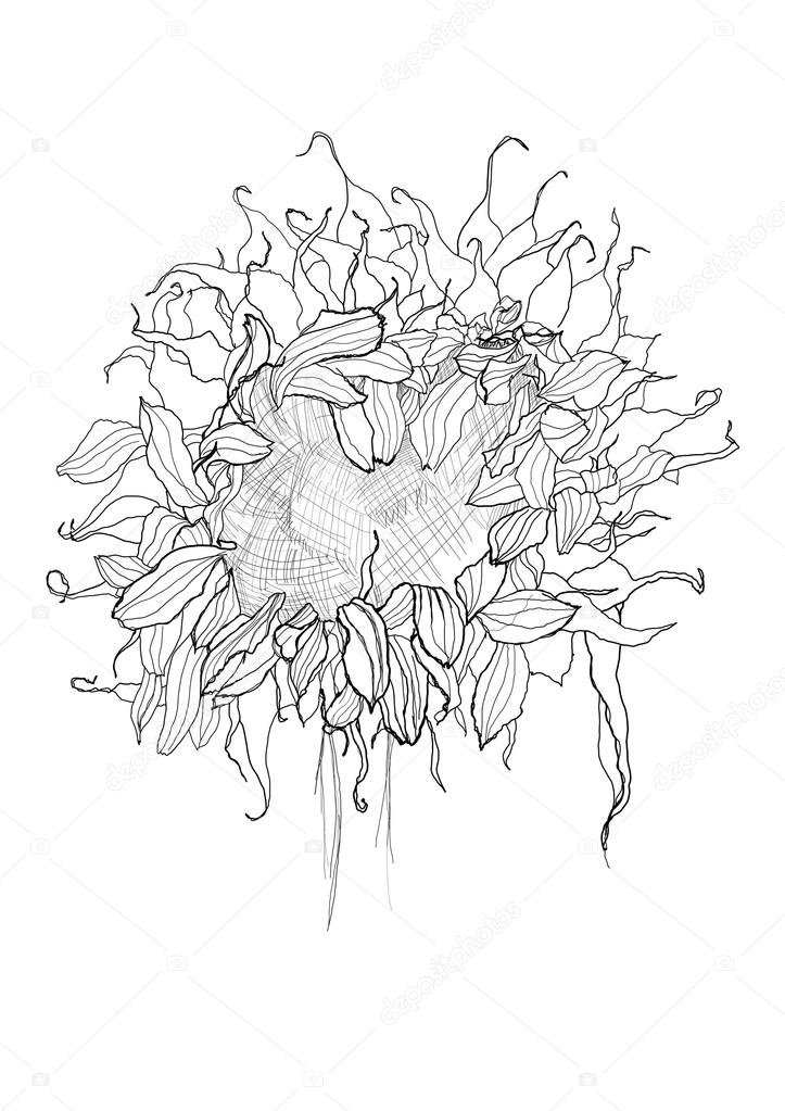 723x1023 Pencil Drawing Sunflower Sketch Stock Vector Vergasova