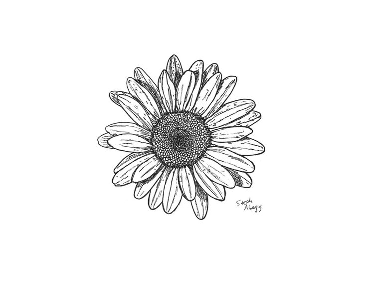736x569 Collection Of Sunflower Tattoos Sketch