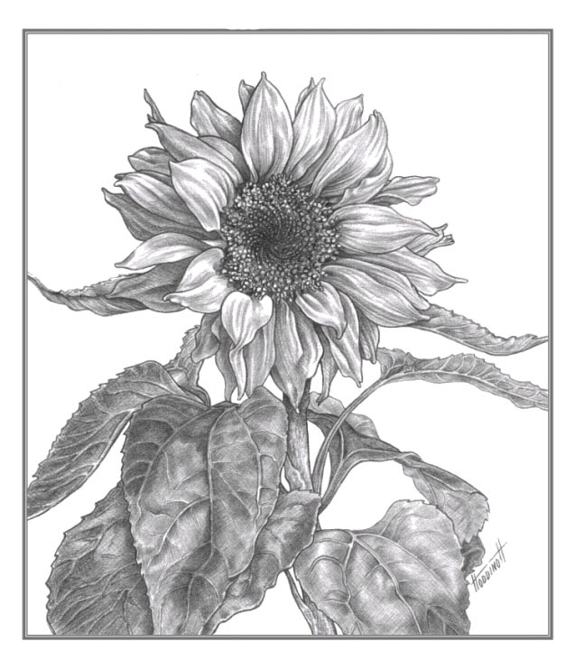 637x731 To Draw A Sunflower With A Pencil Step By Step