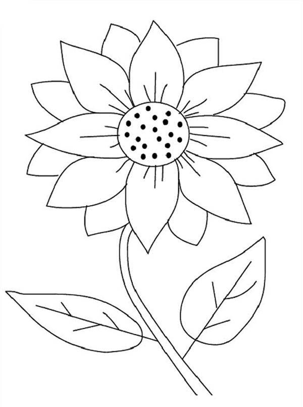 600x805 Simple Sunflower Coloring Page