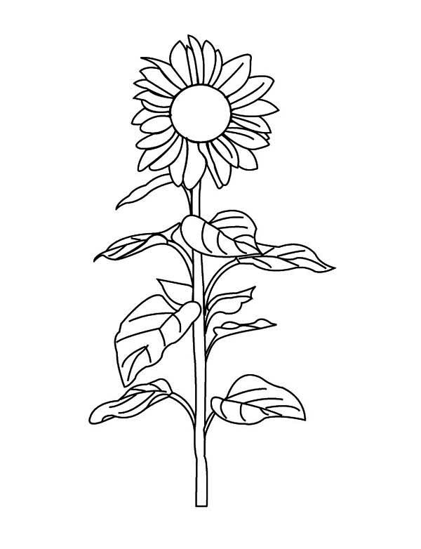 600x782 Sunflower Amazing Coloring Page