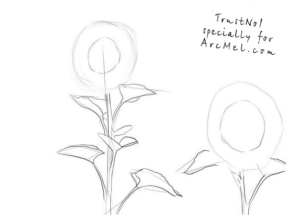 576x432 How To Draw A Sunflower Step By Step