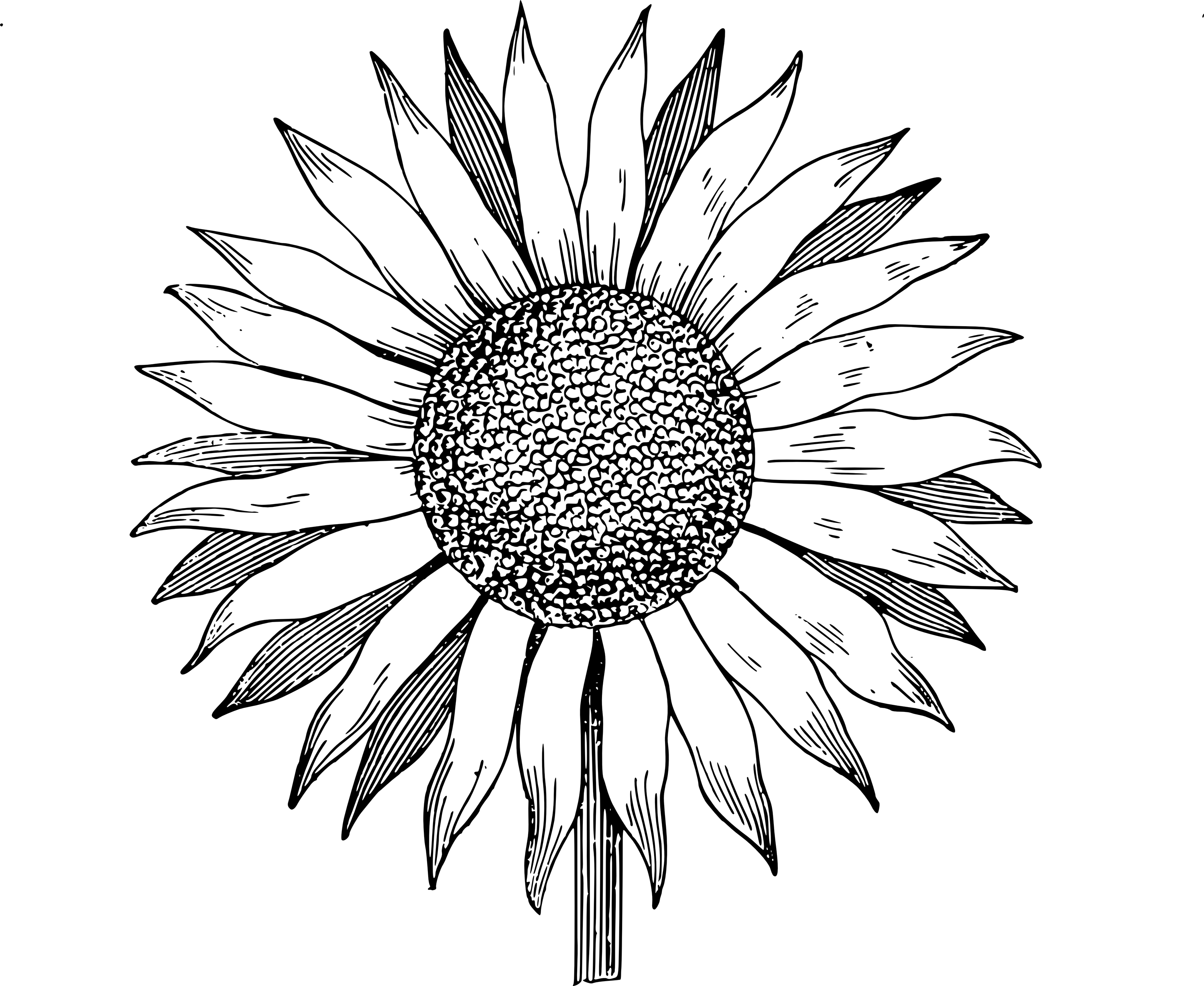 3000x2457 Sunflower Clipart Black And White