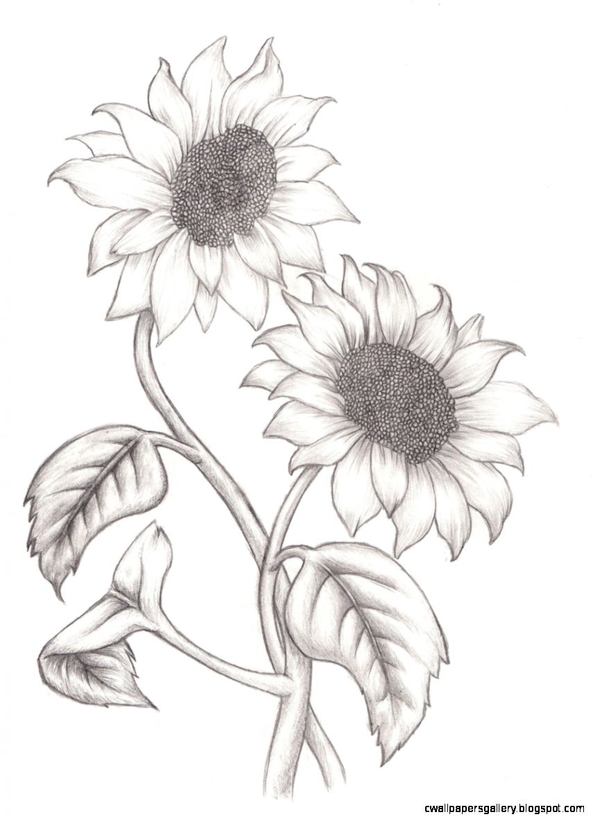 855x1181 Sunflower Drawing Wallpapers Gallery
