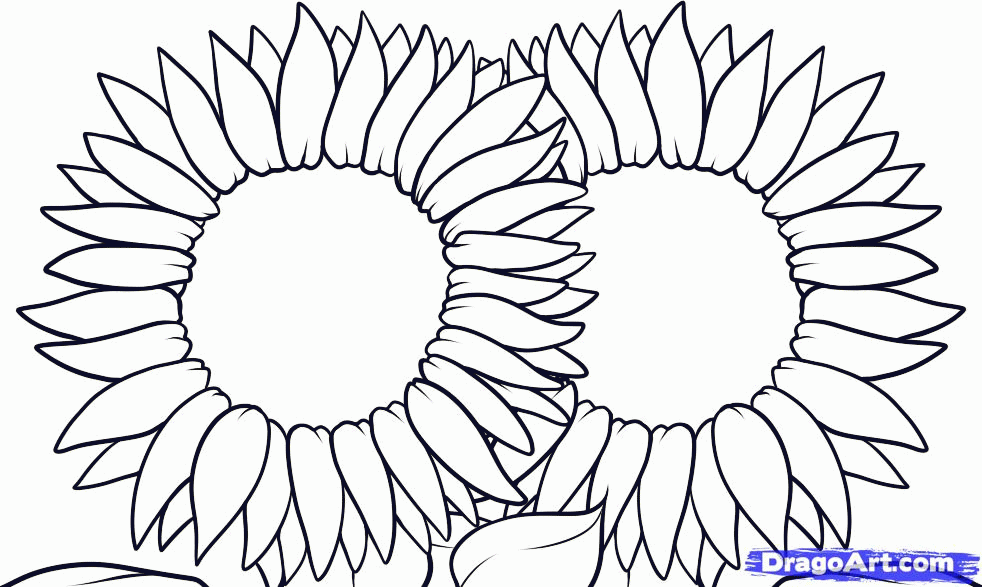 982x587 Sunflower Pictures To Color