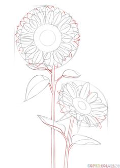 236x328 Sunflower Drawing Tutorial How To Art Lessonstutorials