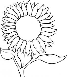 262x302 How To Draw A Sunflower Step 6 Drawing Sunflowers